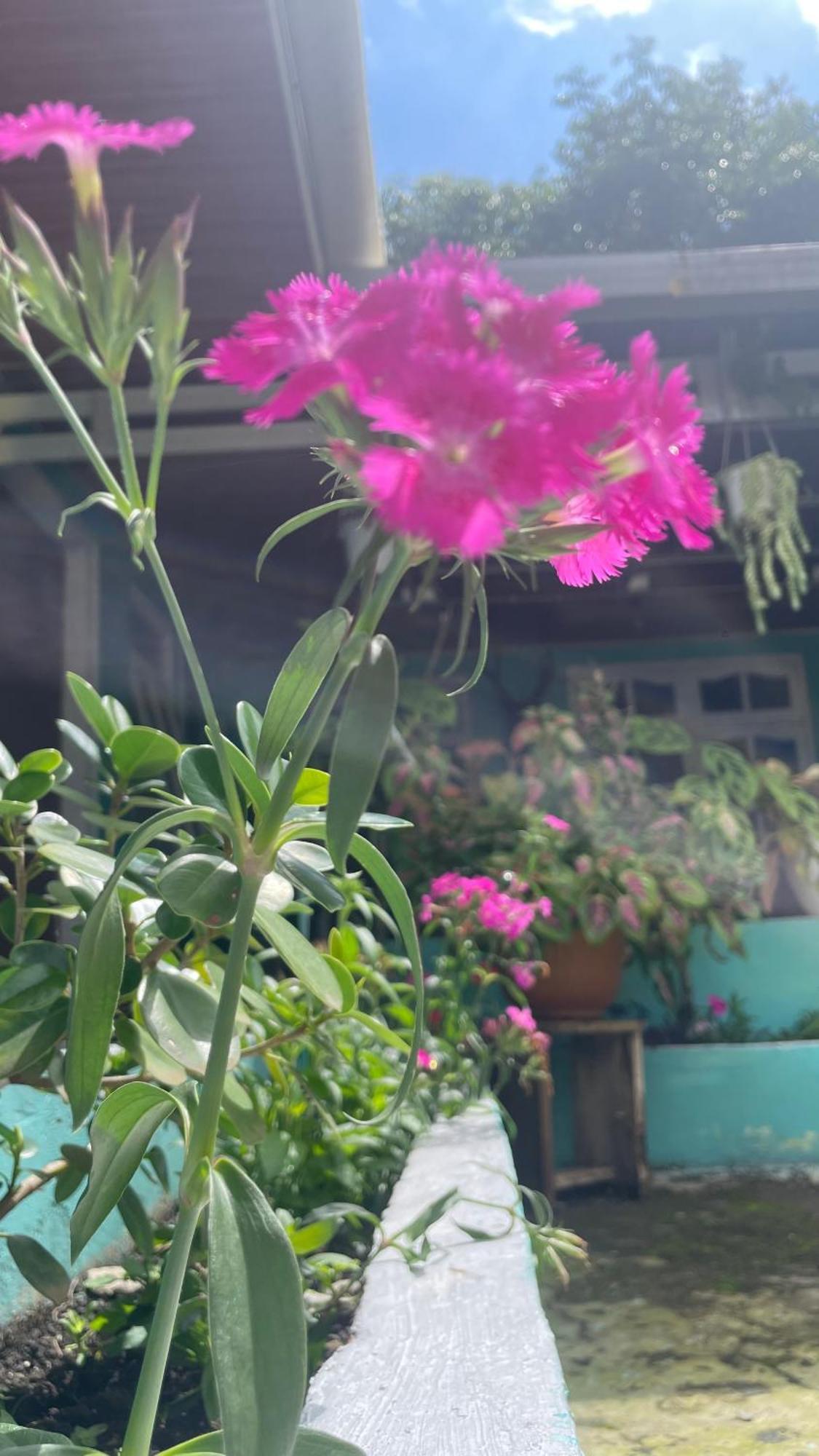 Skipper House Homestay